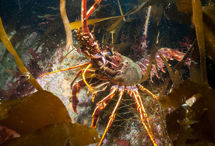 The spiny lobster <em>Palinurus elephas</em> © Paul Kay