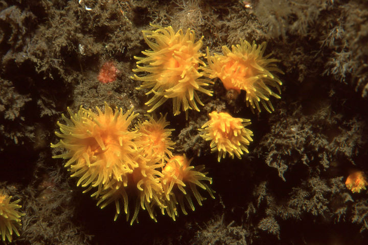 A cluster of sunset cup corals Leptopsammia pruvoti on a vertical rock face at the Knoll Pins off the east side of Lundy. You can read more about how these charismatic and rare corals are faring at Lundy <a href="marine-life/marine-scientific-research/monitoring-programmes#section4">here</a> © Keith Hiscock