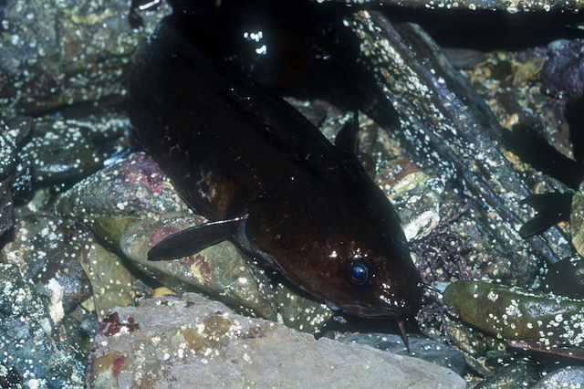 Shore (Three-bearded) rockling <em>Gaidropsarus mediterraneus</em>