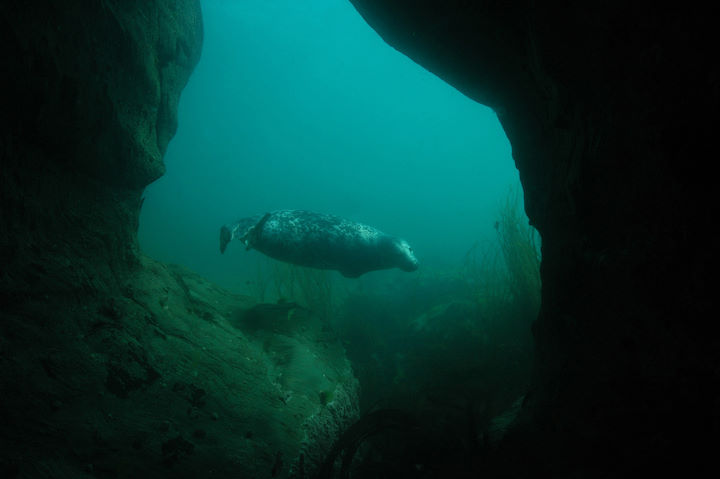 Grey seals are naturally inquisitive but also cautious © Keith Hiscock