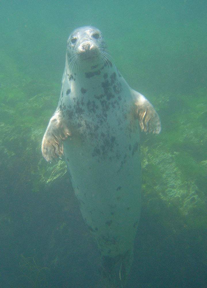 When encountered under water, grey seals move effortlessly and with great flexibility © Keith Hiscock              