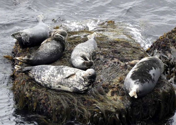 A group of grey seals basking on a flat rock, Mousehole and Trap, Lundy © Dean Jones