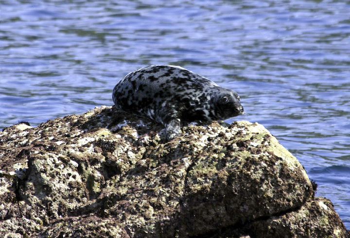 A solitary hauled-out bull seal at low water. Dominant bulls earn the right to the best snoozing spots © Rick Morris
