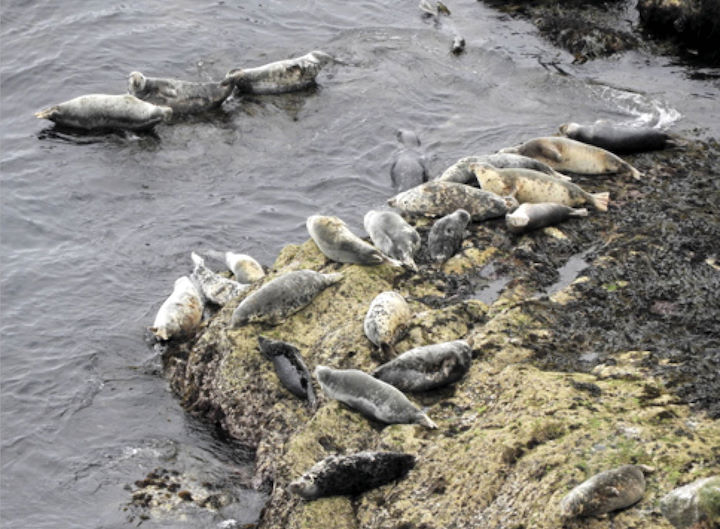 Grey seals basking on rocks at Mousehole and Trap, Lundy © Dean Jones