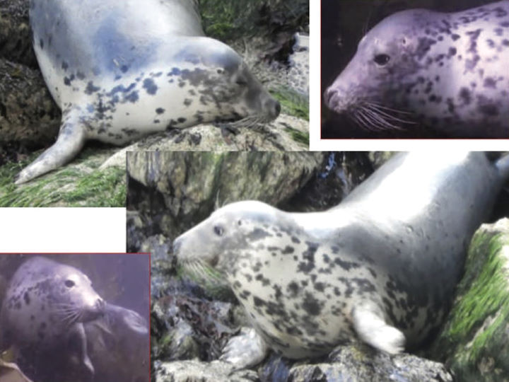 Photo identification match. All of these photos, taken between January 2007 and September 2018, are of the same seal. Note for positive identification, it is important to obtain photographs of both sides of the head and nape. Photos reproduced from Jones, 2018