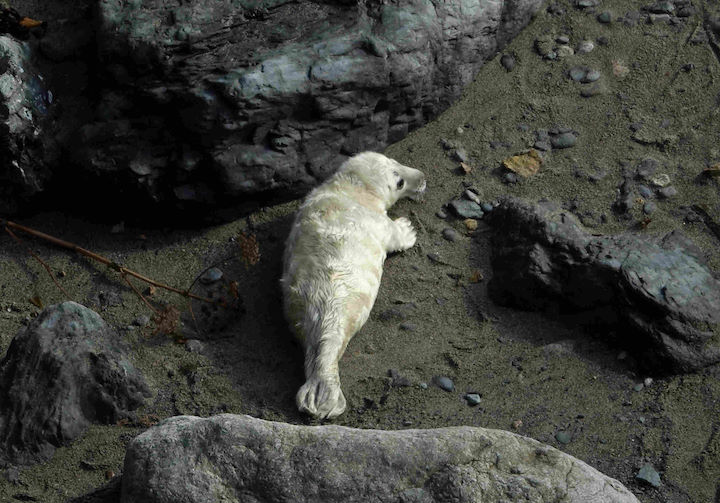 Pups are at their most vulnerable when their mothers leave them to hunt prey © Ben Long