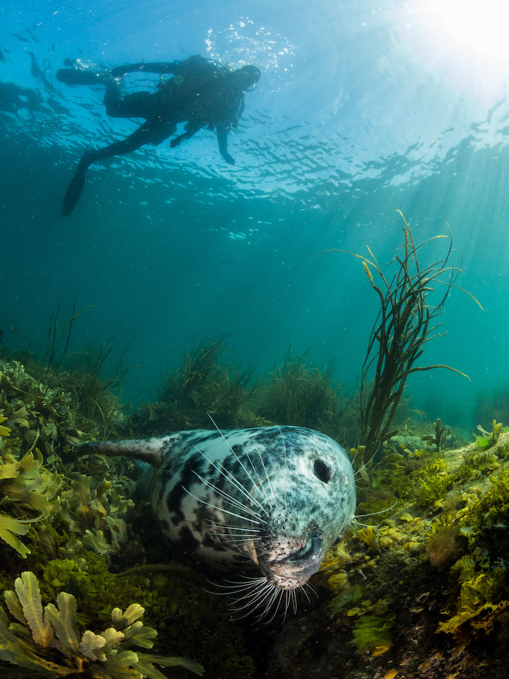 On the occasional days when water visibility is crystal clear, underwater photographers can take some stunning shots © Dan Bolt