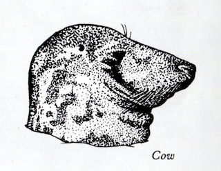 Head profile of grey seal cow drawing © Robert Irving