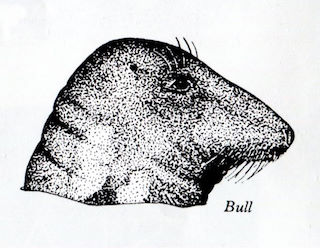 Head profile of grey seal bull drawing © Robert Irving