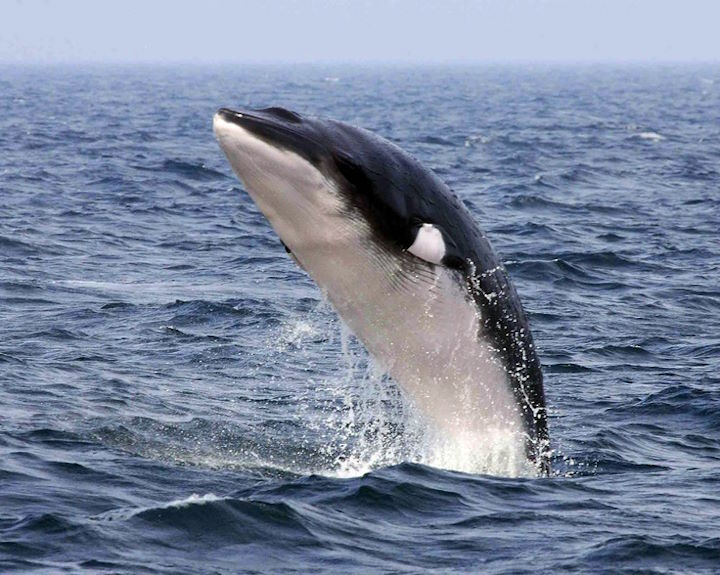 Minke whale breaching &copy; Rick Morris