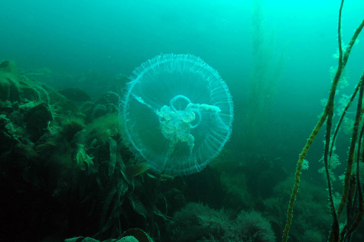 Moon jellyfish <em>Aurelia aurita</em> © Keith Hiscock