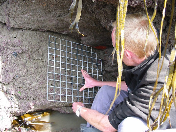 Ben Sampson (Warden, 2002-2005) counting Devonshire cup corals and scarlet and gold star corals, Devil’s Kitchen, Lundy &copy; Keith Hiscock