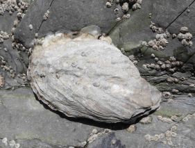 <em>Magallana gigas</em> Pacific oyster © Keith Hiscock