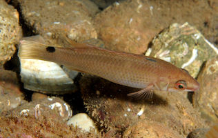 Goldsinny wrasse <em>Ctenolabrus rupestris</em> © Keith Hiscock